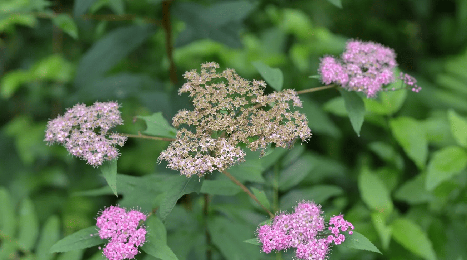 Spiraea Prolifera