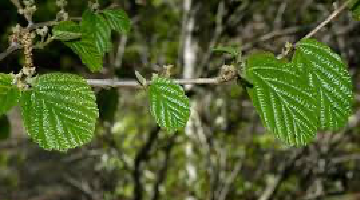 North American Witch Hazel