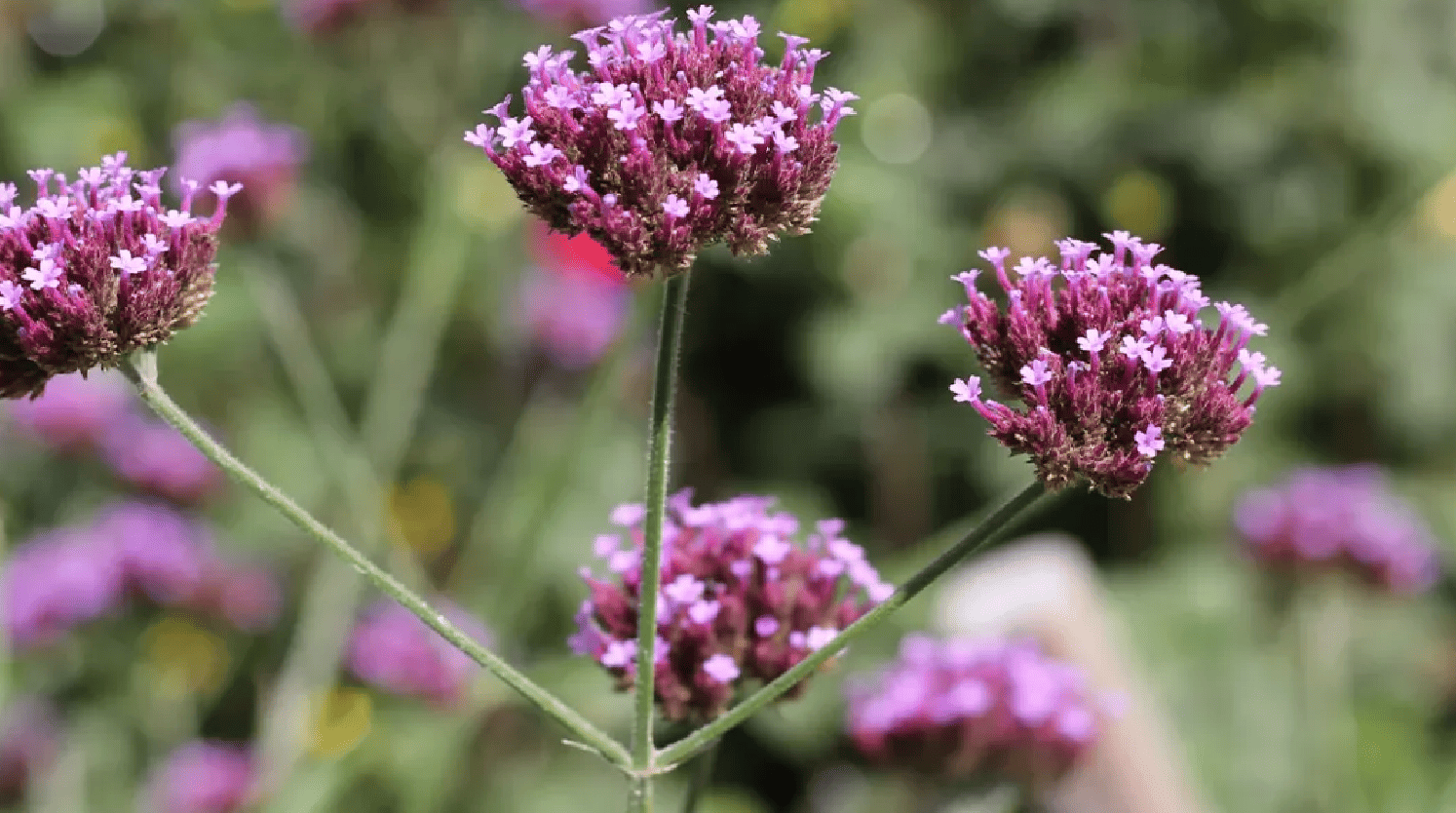 Vervain Extract